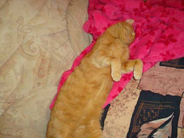 Monty_vecerni_siesta_02_02_2009.jpg